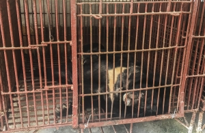 Cứu hộ 7 cá thể gấu ở Bình Dương (Tháng 11/2020)