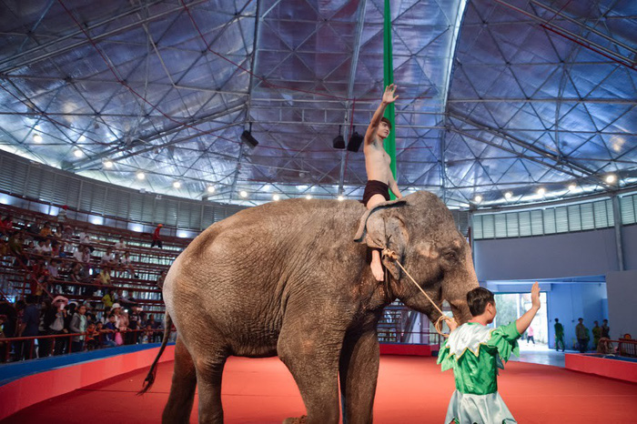 Proposal to ban the performance of circus animals in Dam Sen park