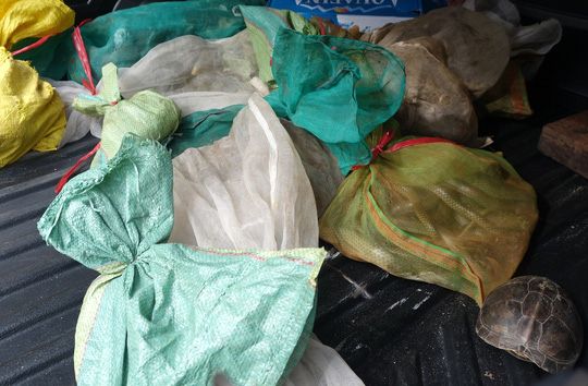  Chặn đứng vụ bán động vật hiếm cho nhà hàng sắp khai trương