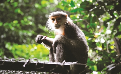 Chuyển giao thành công các cá thể linh trưởng