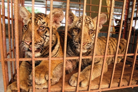 Nghệ An: Xử phạt hành chính 75 triệu đồng đối với đối tượng nuôi nhốt hổ trái phép