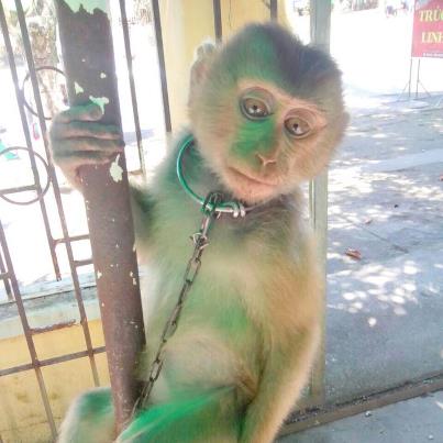 Giải cứu thành công nhiều cá thể ĐVHD