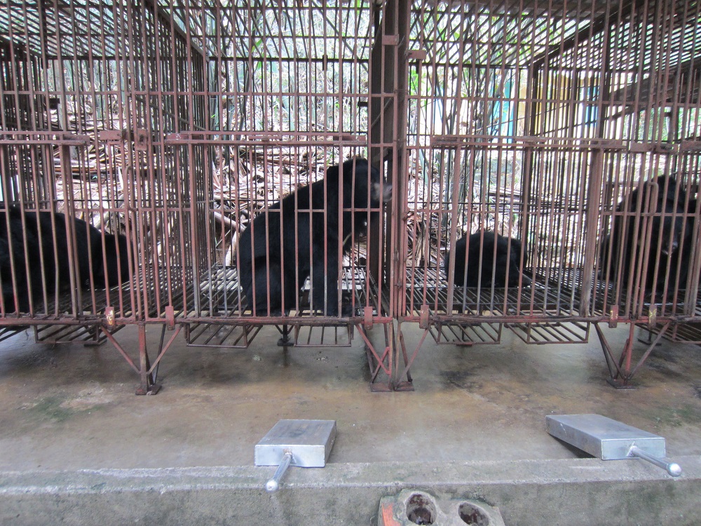 Gấu bị nuôi nhốt trong những chiếc lồng chật hẹp để khai thác mật bán cho du khách