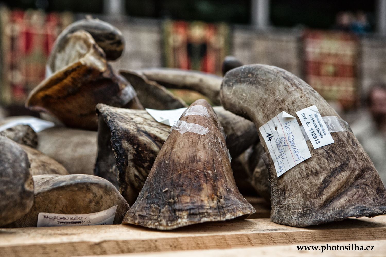 Hơn 50 kg sừng tê giác bị tiêu hủy