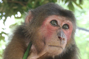 Quảng Bình: Chuyển giao một cá thể khỉ mặt đỏ