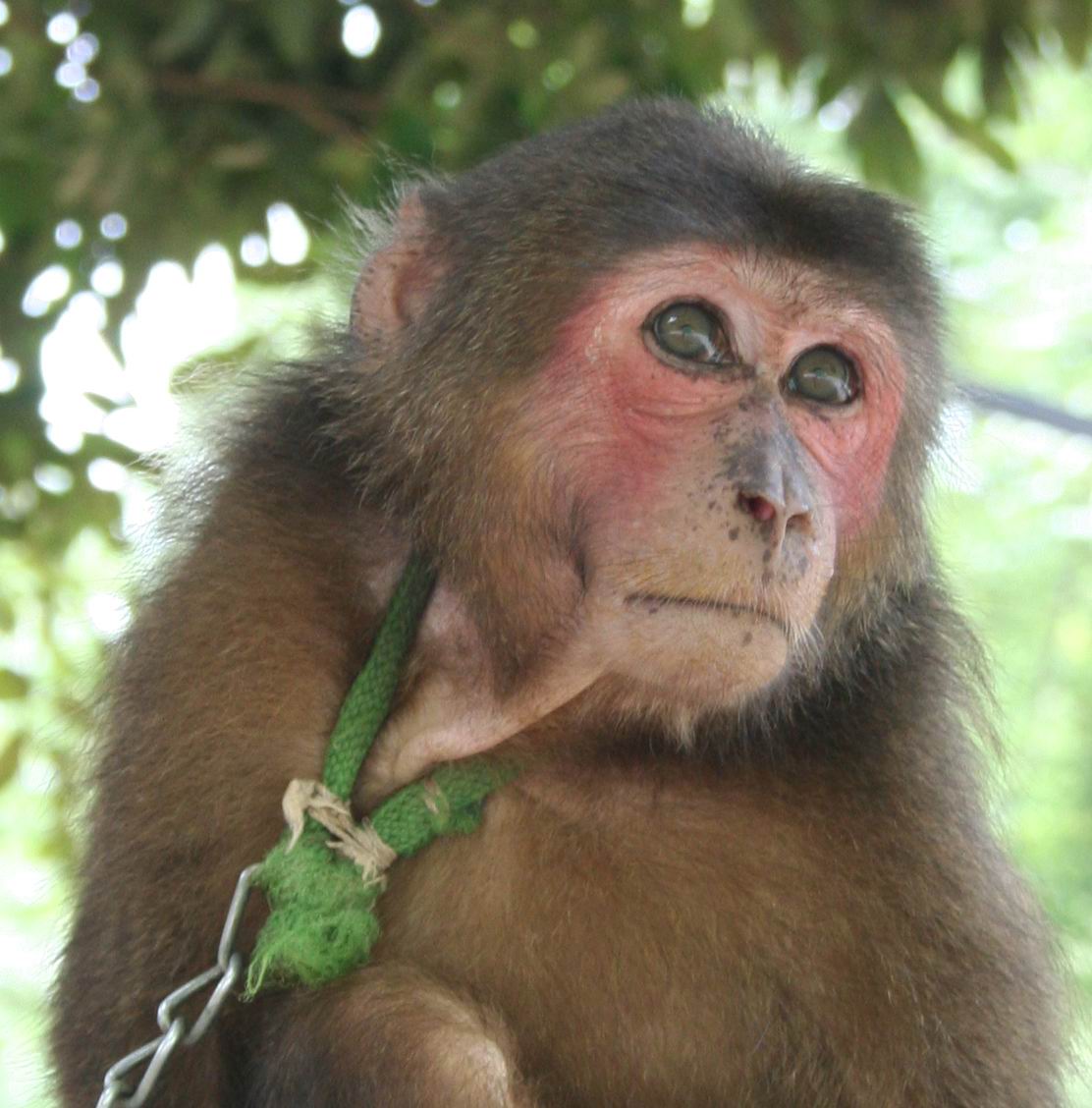 Stump-tailed macaque case near Sapa July 22 2007 4