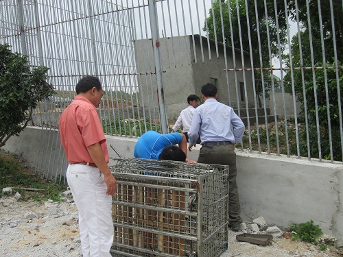 Chuyển giao thành công 2 cá thể hổ và 1 cá thể beo lửa cho Trung tâm Cứu hộ Sóc Sơn