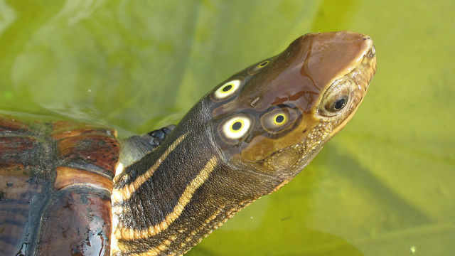 Những hình ảnh rùa 6 mắt kì lạ nhất từng thấy