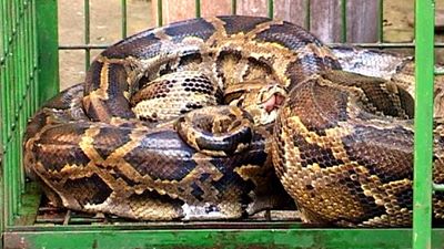 Oct10-python rescued in Thua Thien Hue
